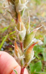 Oxytropis campestris