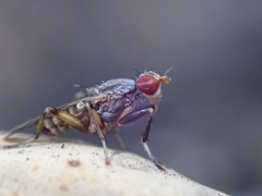 Pherbellia annulipes