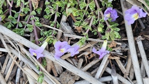 Image of Thyridia repens by (c) Rosalie Lawrence, some rights reserved (CC BY)