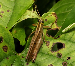 Acrididae
