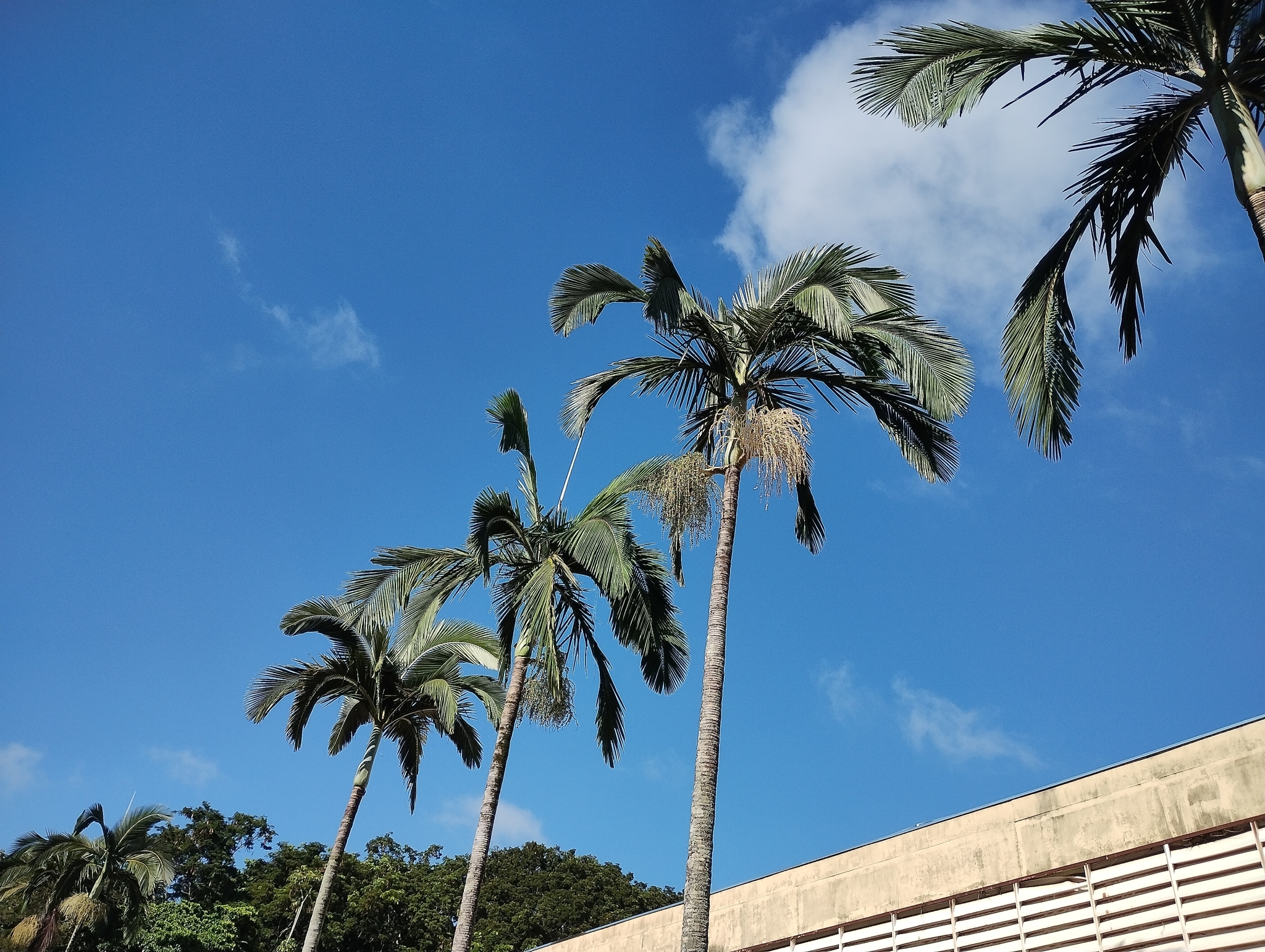 Imagem de Palmeira-real-australiana