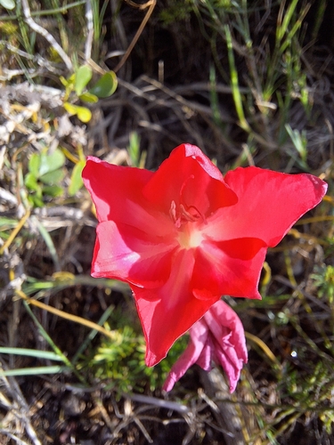 Image of Gladiolus carmineus by (c) Adele SL, some rights reserved (CC BY)