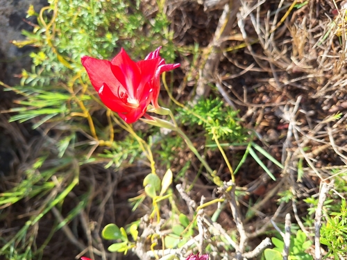 Image of Gladiolus carmineus by (c) Adele SL, some rights reserved (CC BY)
