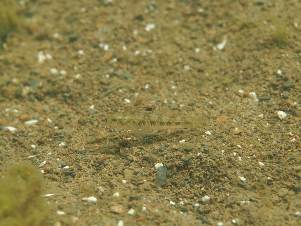 Oyens Goby