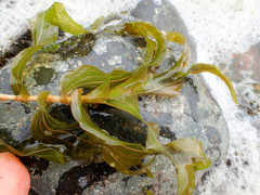 Potamogeton perfoliatus