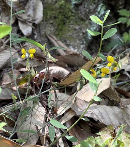 Taiwan crotalaria (Crotalaria albida)