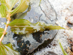 Potamogeton perfoliatus