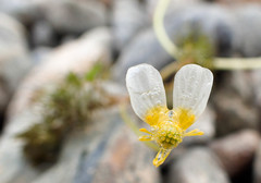 Ranunculus trichophyllus trichophyllus