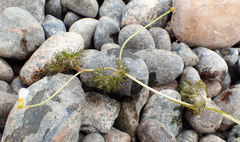 Ranunculus trichophyllus trichophyllus