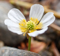 Ranunculus trichophyllus trichophyllus