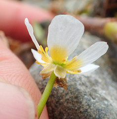 Ranunculus trichophyllus trichophyllus