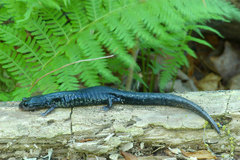 Plethodon chattahoochee
