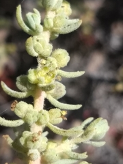 Suaeda taxifolia