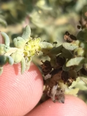 Suaeda taxifolia