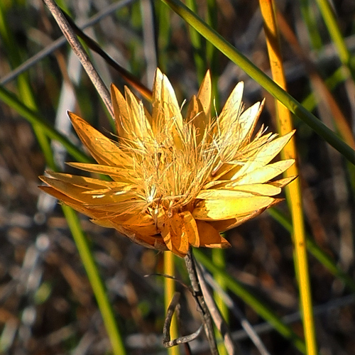 Xerochrysum palustre, photograph 1