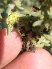 Suaeda taxifolia