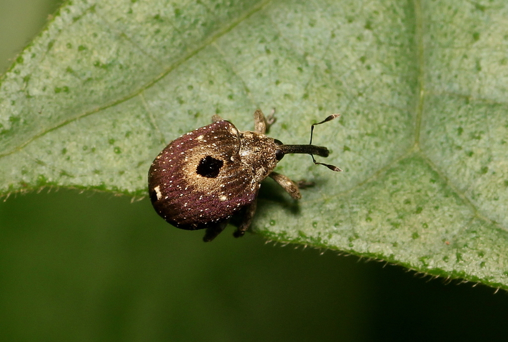 Cionus indicus