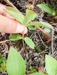 Cornus unalaschkensis