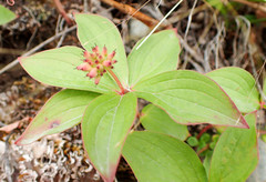 Cornus unalaschkensis