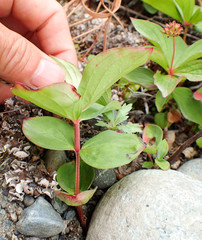 Cornus unalaschkensis