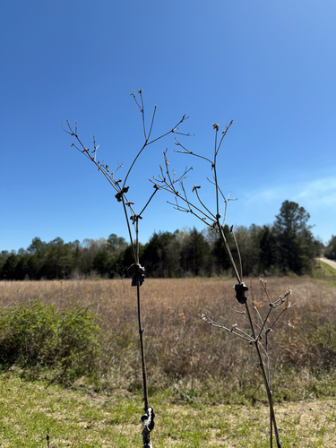 Old Cahaba Rosinweed (Silphium perplexum)