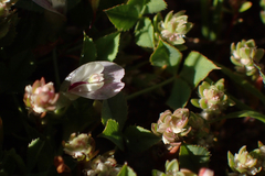 Trifolium monanthum