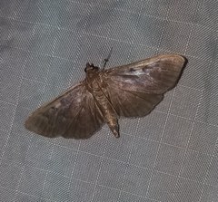 Herpetogramma sphingealis