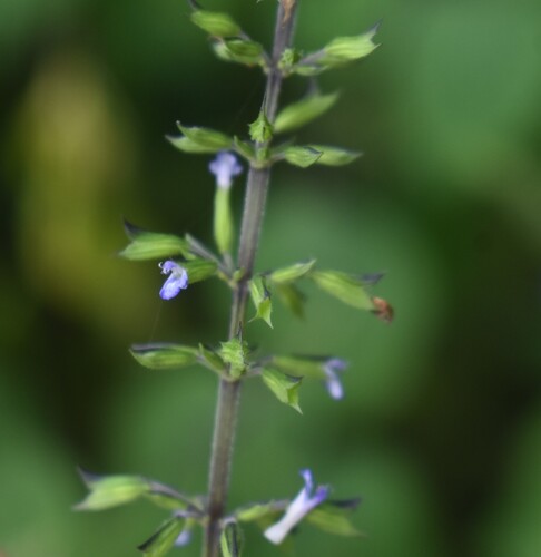 Image of Salvia tiliifolia by (c) Justin Ponder, some rights reserved (CC BY)