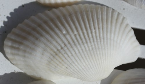 Anadara secticostata