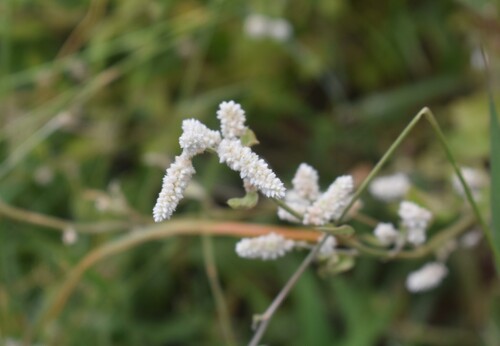 Image of Foambush (Ouret leucura) by (c) Justin Ponder, some rights reserved (CC BY)