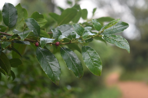Image of Rhamnus prinoides by (c) Justin Ponder, some rights reserved (CC BY)