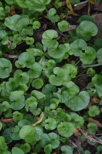 Image of Asian Ponysfoot (Dichondra micrantha) by (c) Justin Ponder, some rights reserved (CC BY)