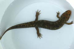 Desmognathus marmoratus