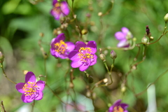 Phemeranthus calycinus