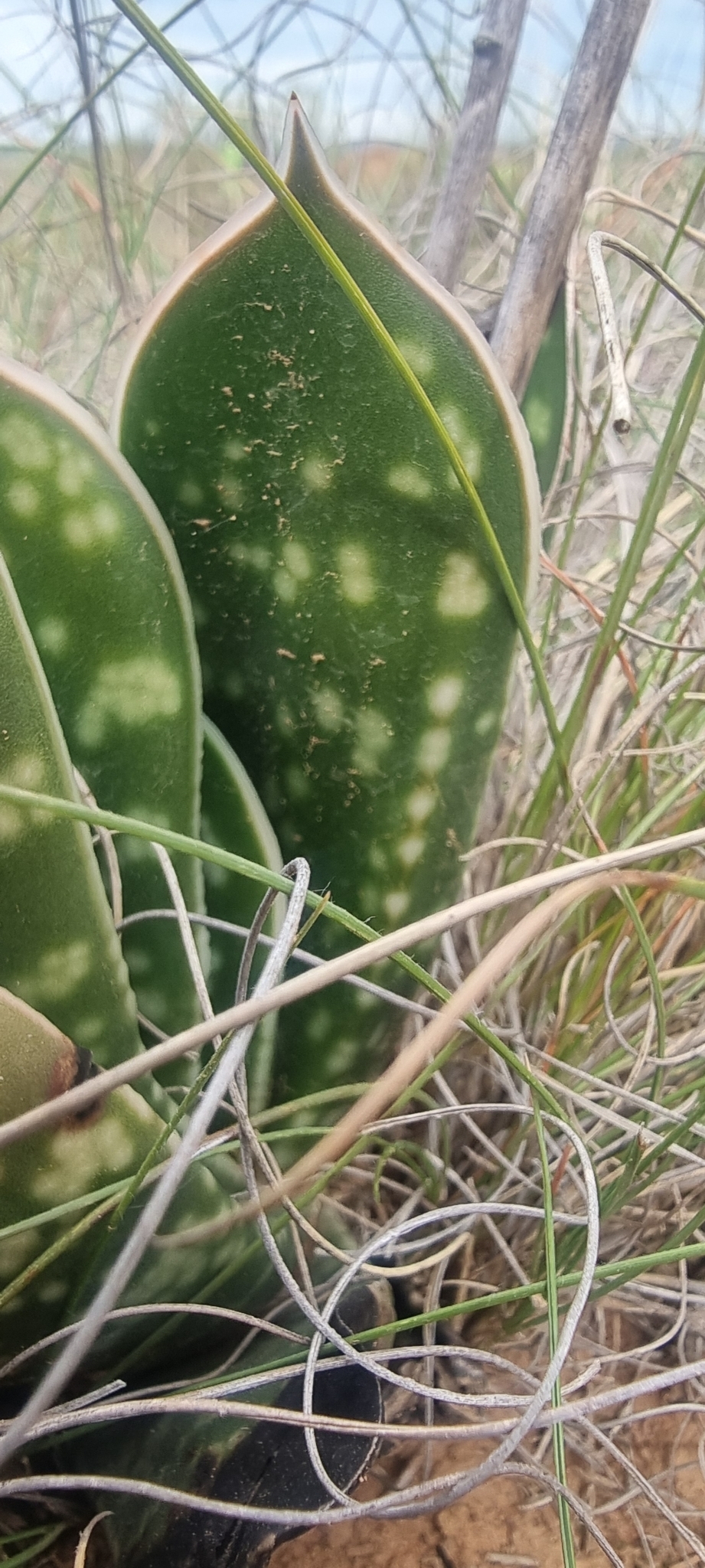 Imagem de Gasteria