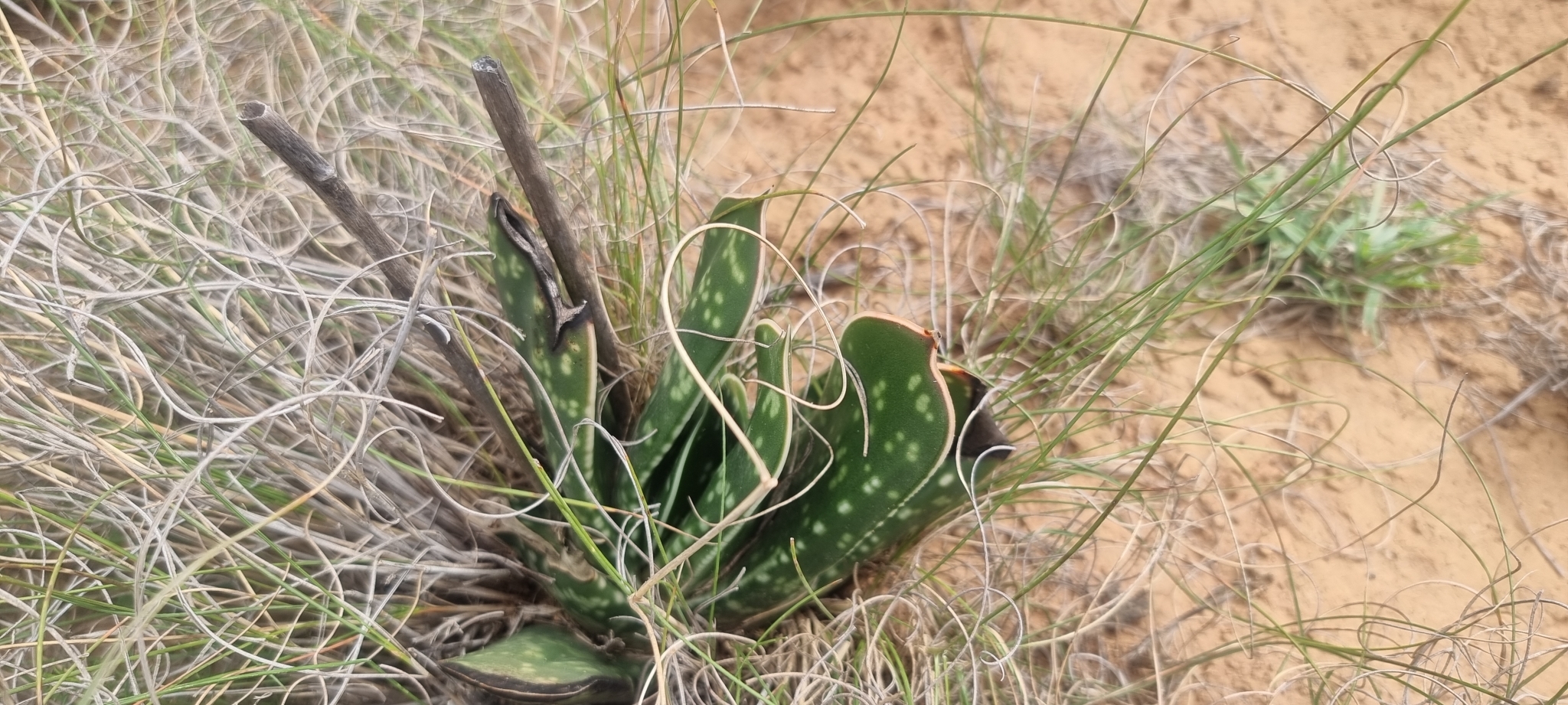 Imagem de Gasteria