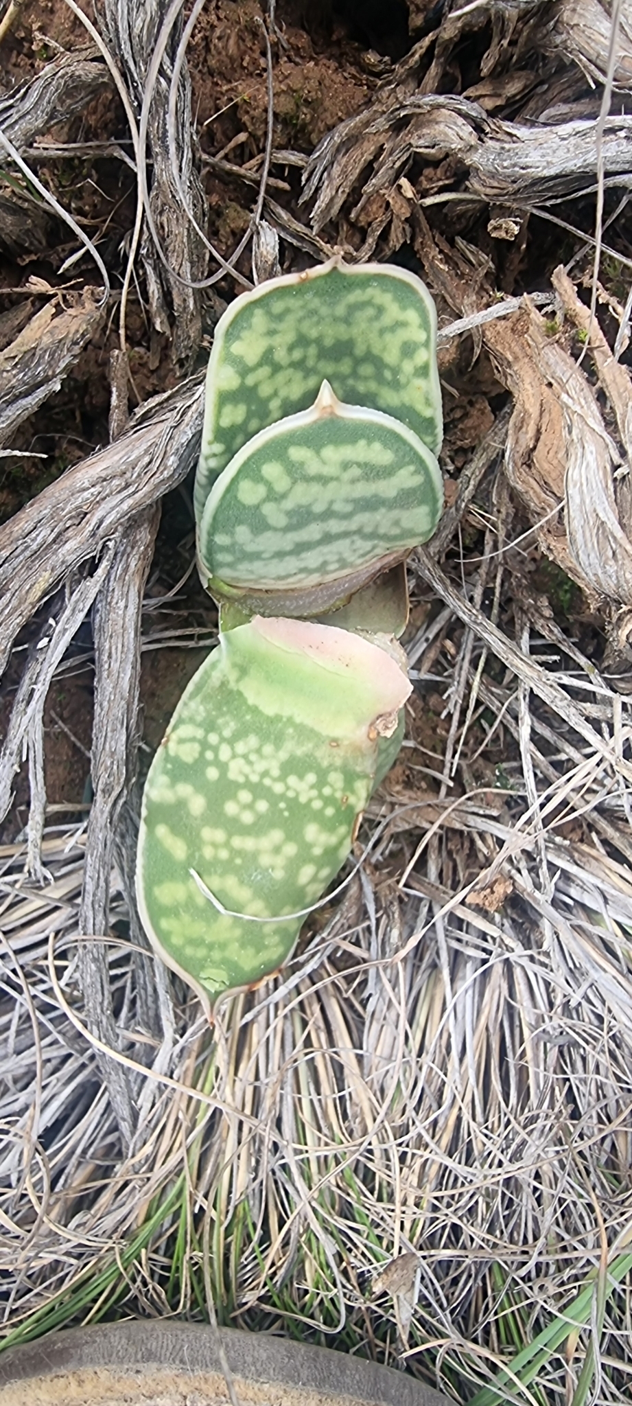 Imagem de Gasteria