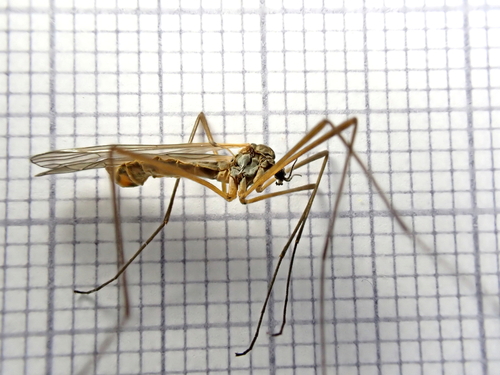 Dicranota claripennis