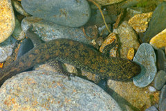 Desmognathus marmoratus
