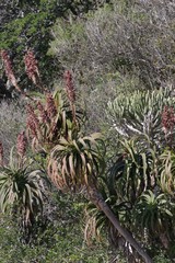 Aloe pluridens