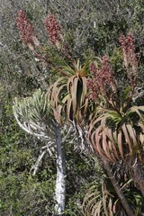 Aloe pluridens