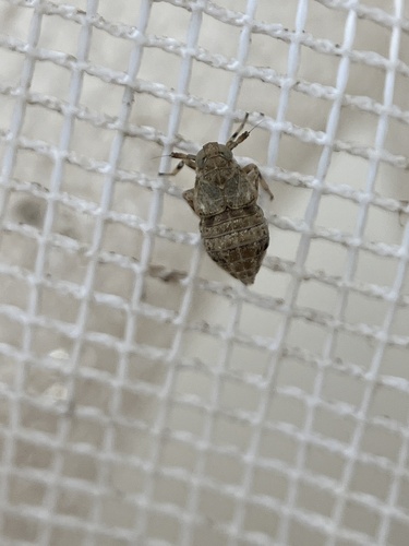 Pissonotus quadripustulatus