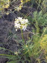 Allium ramosum