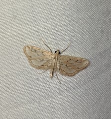 Parapoynx allionealis