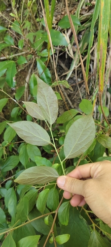 Diospyros oldhamii