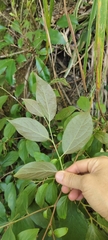 Diospyros oldhamii