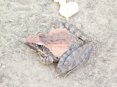Ptychadena oxyrhynchus