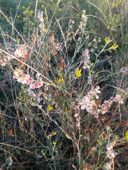 Atraphaxis frutescens