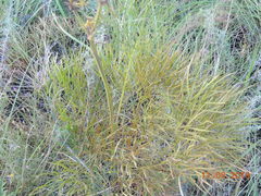 Peucedanum morisonii