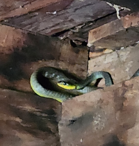 Common Tree Snake sighting